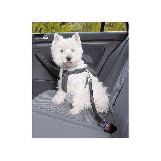 Accessoires de sécurité pour chiens