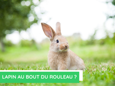 Lapin au bout du rouleau ?