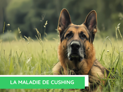  La maladie de cushing