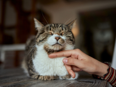 L'arthrose chez le chat senior : comprendre et agir pour son bien-être