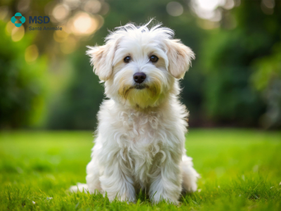 Dérèglements climatiques : nos chiens sont aussi concernés ! 